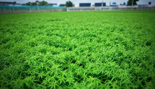 技术支持服务中的维护策略与实际应用环节分析